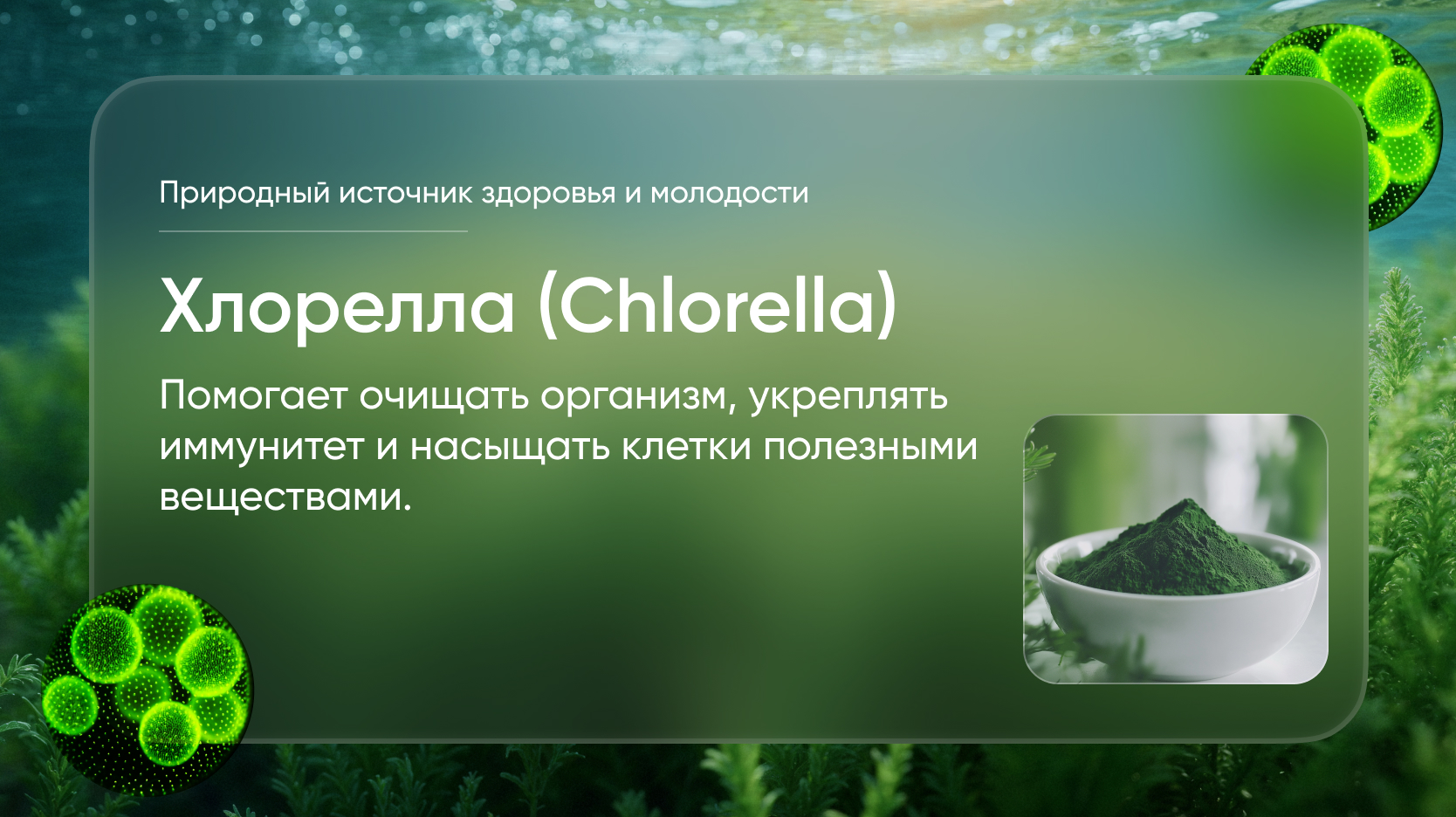 Пептид хлореллы: природный источник здоровья и молодости Пептид хлореллы: природный источник здоровья и молодости