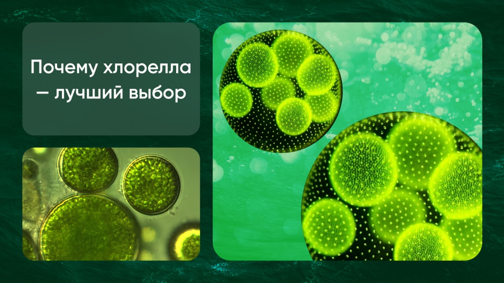 Про хлореллу 8.jpg